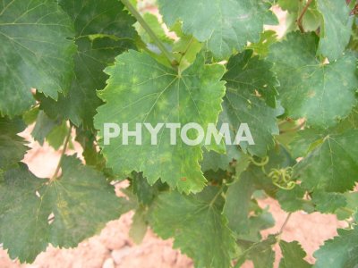 Erysiphe necator Burr.